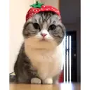 Лисяо
