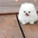 DOGE123