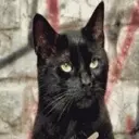 Lord666