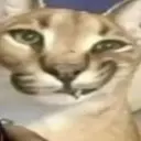 Lolz profile picture for @Kind