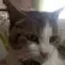 AbobysMimi
