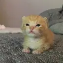 chimchim