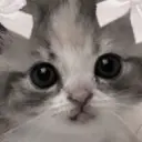 vlcnnny