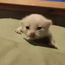 спонс