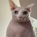 suhar1k