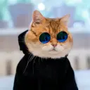 Flennzi