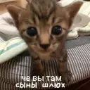 MORPHIY918