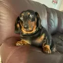twistiARZ