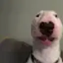 DaveSaid