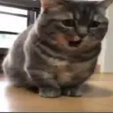 Tenux