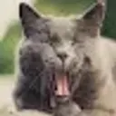 Lolz profile picture for @Pulmonary