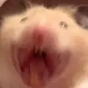 aloenot