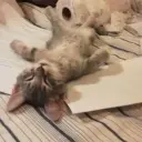 Kuroleesov