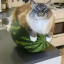 Bezdqr
