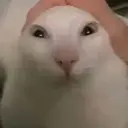 d0lewsed