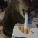 chebyshka