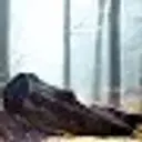 Misharisus