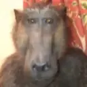 chivichivi
