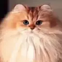 Gadzapojiloy6675