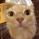 fushcia