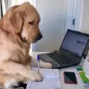 hugobies