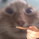 RocketDude
