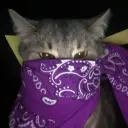 cricksone