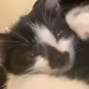 Mozyw