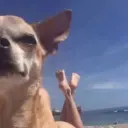 asksket