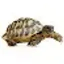 Lolz profile picture for @Delly