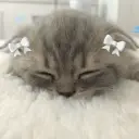 мскьюнвв