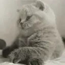 Flabster