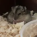 Чивапчик