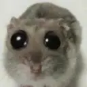 Rontik7