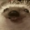 Jutzi