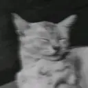 VOBLYA
