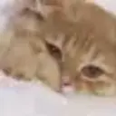 пуканичек