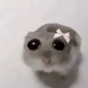 nedokrolick