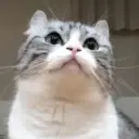 GdeVanezus