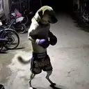 Zazatron