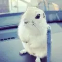 дрейнер