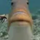 Lologrend