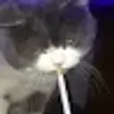 herb