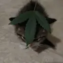 Dxdside