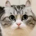 cocoa