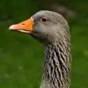 Vladgusar11