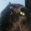 catlsp