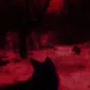 sova_1337