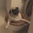 D0G