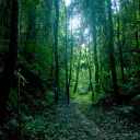 Olegoforest